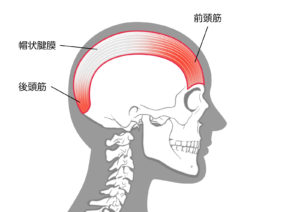 頭痛に関与する筋肉